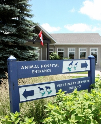 Veterinary Care For Animals Of All Sizes In Ontario | Heartland Animal  Hospital