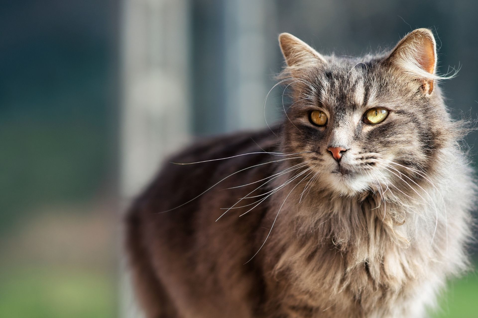 Small Animal Vet Ontario Heartland Animal Hospital