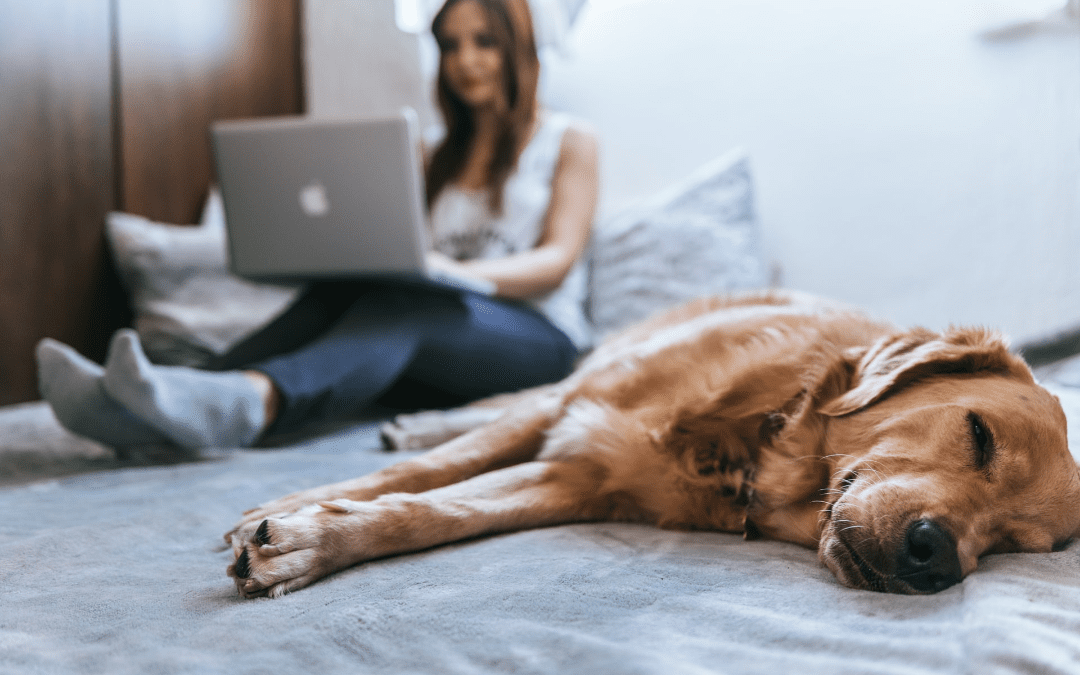 5 Tips and Tricks to Relieve Dog Boredom