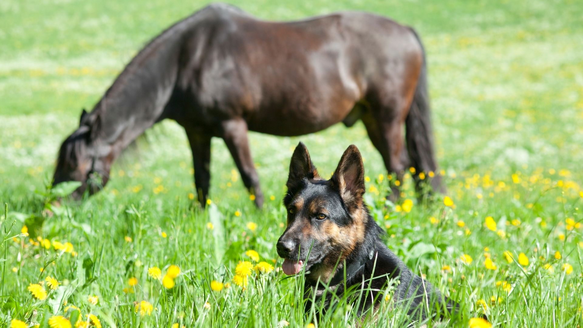 Veterinarian In Ontario Heartland Animal Hospital