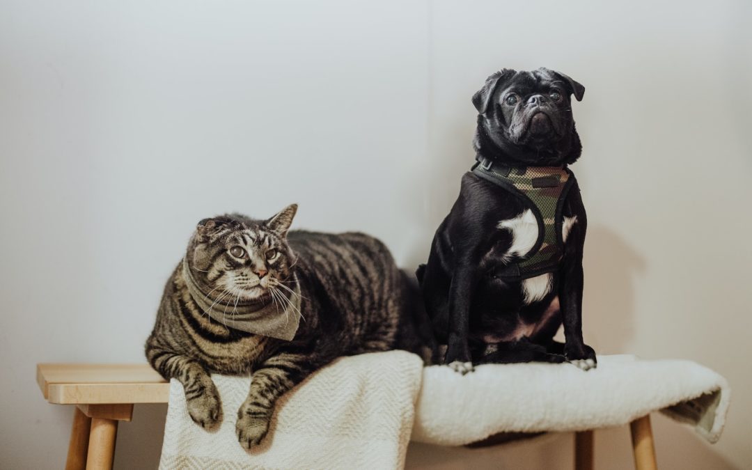 Tabby cat and black pug sitting on a blanket